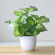 Artificial Exotic Leaf Pot Plants