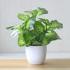 Artificial Exotic Leaf Pot Plants