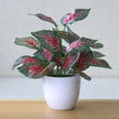 Artificial Exotic Leaf Pot Plants