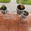 European Bicycle Pot Plant Display