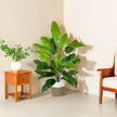 Artificial Tropical Tall Leaf Plants